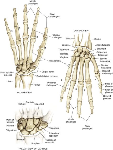 Dorsal Wrist Anatomy