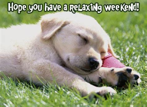 Have A Great Weekend Cute Dogs And Puppies Puppy Images Puppies