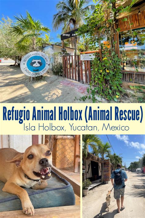 Refugio Animal Holbox Animal Rescue Isla Holbox Mexico A Nation