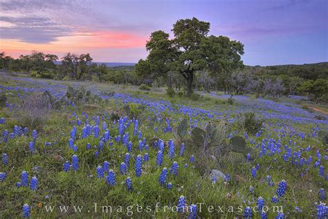 Texas Hill Country Indian Paintbrush Wallpapers Wallpaper Cave