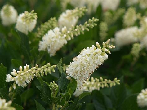 15 Beautiful White Flowering Shrubs Birds And Blooms