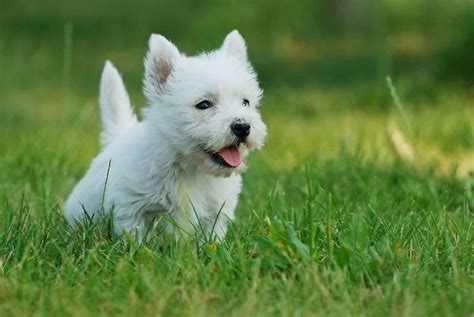West Highland White Terrier Pets And Vets