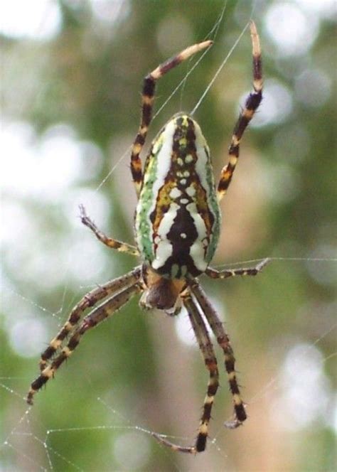 Enamelled Spider Araneus Bradleyi Is A Common Australian Spider Found