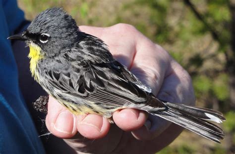Unraveling The Mystery Behind The Kirtlands Warbler Winter Migration