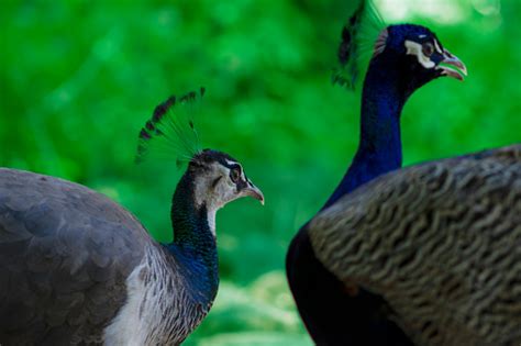 Two Cute Peacocks Male And Female Looking At Each Other Lovingly On A