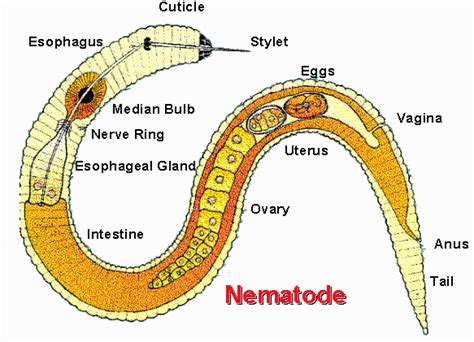 Science Vertebrates And Invertebrates Invertebrate Worm Round Worm