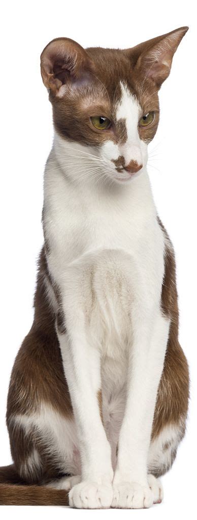 Originally, orientals had the same. The Oriental Shorthair Cat - Cat Breeds Encyclopedia