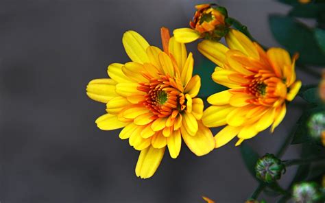 Yellow wallpaper 4k for mobile. Yellow Flowers Chrysanthemum Autumn Flowers Ornamental ...