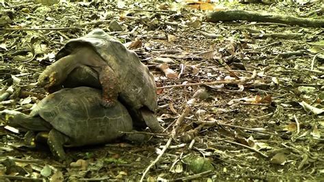 A continuación podéis ver a dos apareándose. #4624, Tortugas apareandose Efecto, Animales Reptiles - YouTube