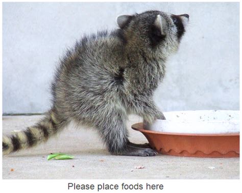 Funny Raccoon New Photos 2011 Funny And Cute Animals