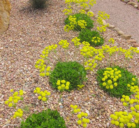 Flowers of sulphur for horses. A Wandering Botanist: Denver Area--Spectacular Native Plants