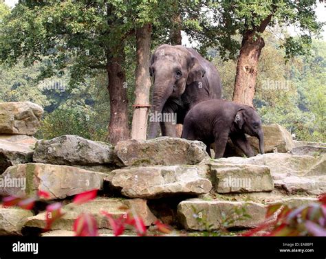 Asian Elephants Elephas Maximus Mother And Her Young Calf Stock Photo