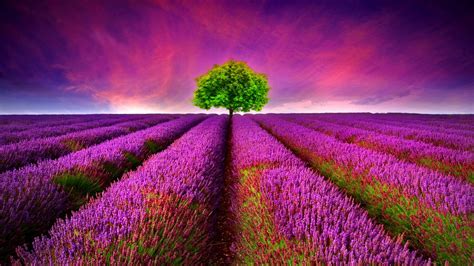 270 Lavender Hd Wallpapers And Backgrounds
