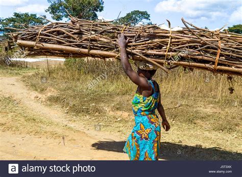 download this stock image woman carrying a heavy bundle of firewood on her head walking on a