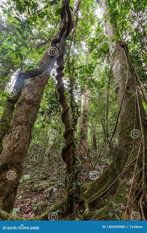Tall Trees And Lianas In A Rainforest Stock Photo Image Of Lamington