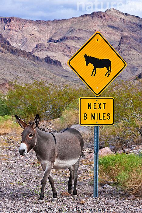 Donkeys And Mules Collectibles Donkey Crossing Xing Sign New Yoshida