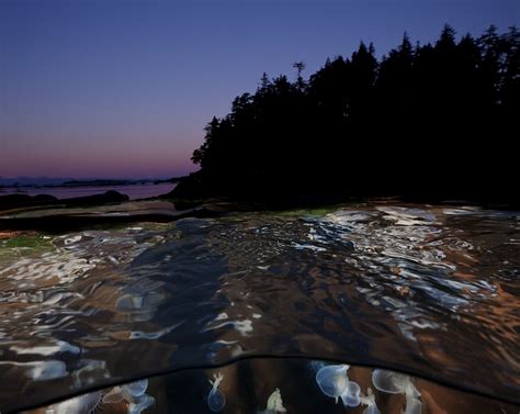 David Halls Encounters In The Sea Gallery