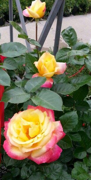 Love And Peace Hybrid Tea Rose Hybrid Tea Roses Rose Tea Roses