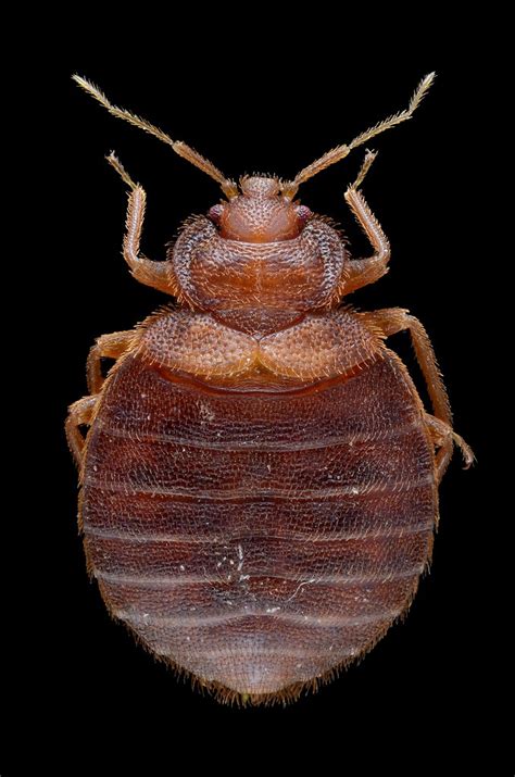 Cimex Lectularius Bed Bug Adult Female Of The Bed Bug Flickr