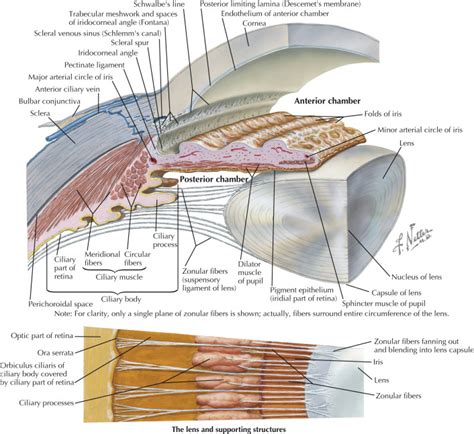Ciliary Muscle Liberal Dictionary