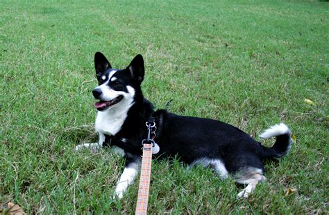 Cardigan Welsh Corgi Puppies Rescue Pictures Information