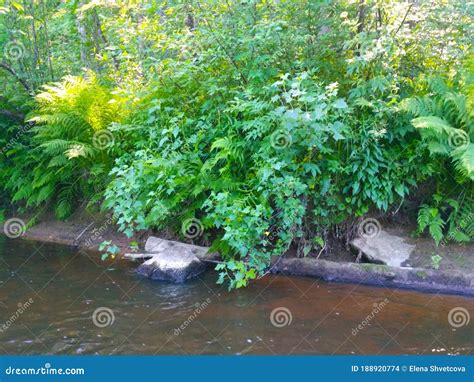 Currant Bushes On The Bank Of A Forest River Stock Photo Image Of