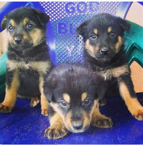 Pure Predegree German Shepherd Puppies For Sale In Benin City Pets