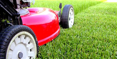 We handle it all — from weed control and aeration to pest control. How to Care for Your Lawn Turf | Gardening Blog | Bury ...