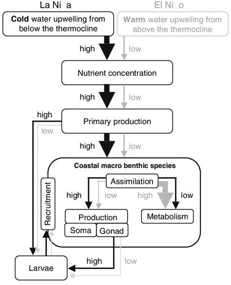 Owing To The High Concentration Of Nutrients The Humboldt Current