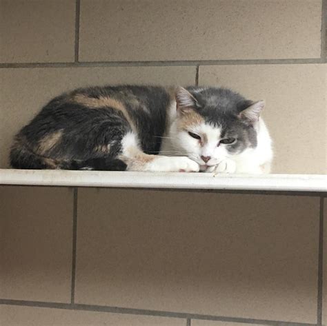 Community Cat Room!... - Stark County Humane Society