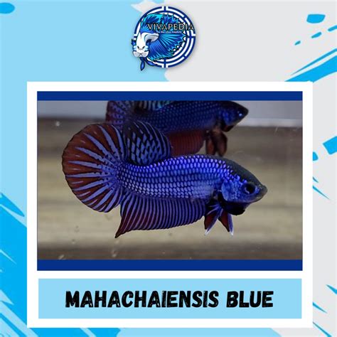 Jual Cupang Hias Wild Betta Mahachaiensis Blue Shopee Indonesia