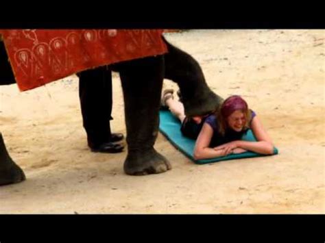 Elephant Massage Wmv Youtube