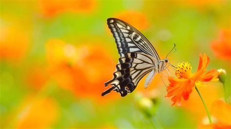 Looking for the best wallpapers? Picture of Butterfly On Flower in 4K Ultra HD Resolution ...