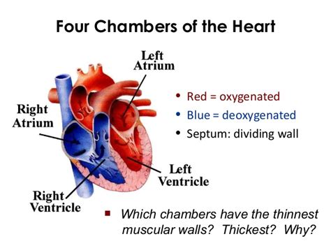 Which Chamber Of The Heart Has The Thickest Wall