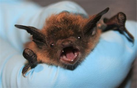 Bats Of Baltimore Natural History Society Of Maryland