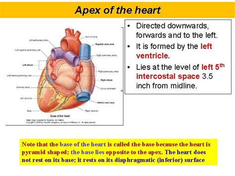 Anatomy Of The Heart Objectives At The End