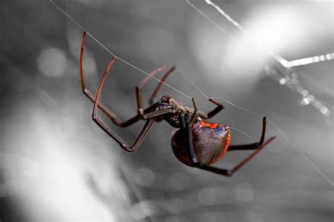 Black And Brown Widow Spiders Palmetto Exterminators
