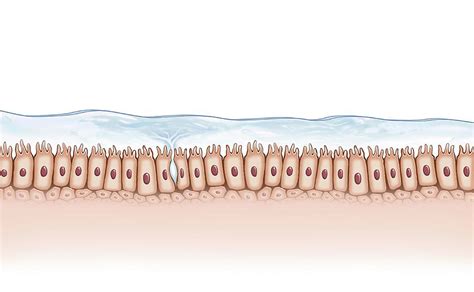 Mucous Membrane Photograph By Henning Dalhoff Science Photo Library