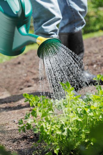 Watering Stock Photo Download Image Now Istock