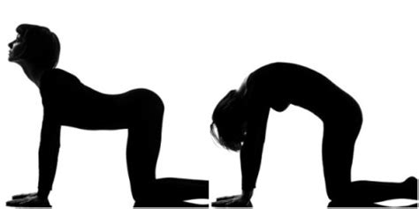 There are cues for enjoying each pose throughout your pregnancy. 고양이 체위(Cat Pose) : 네이버 블로그