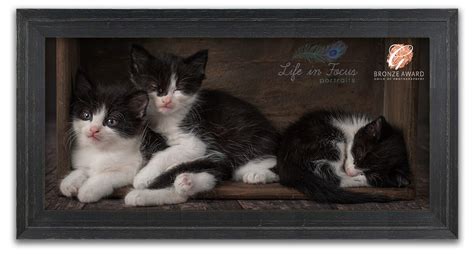 Framed Award Winning Photo Of Kittens Life In Focus Portraits Award