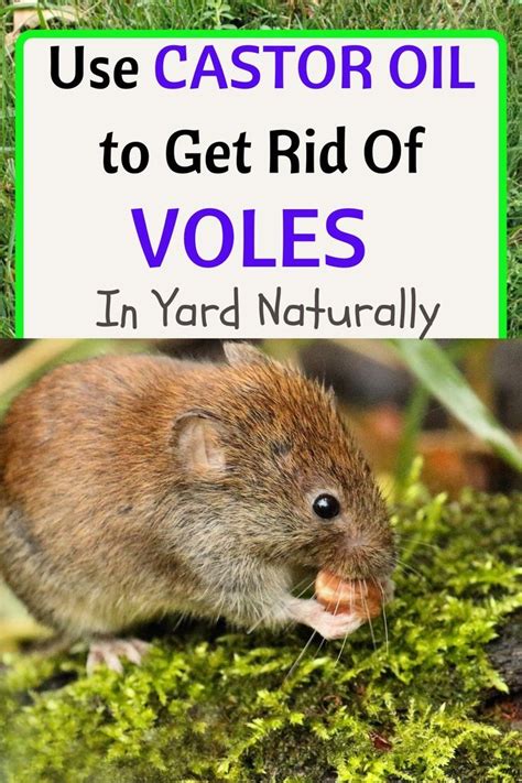 Use Castor Oil To Get Rid Of Voles In Your Yard And Garden Naturally