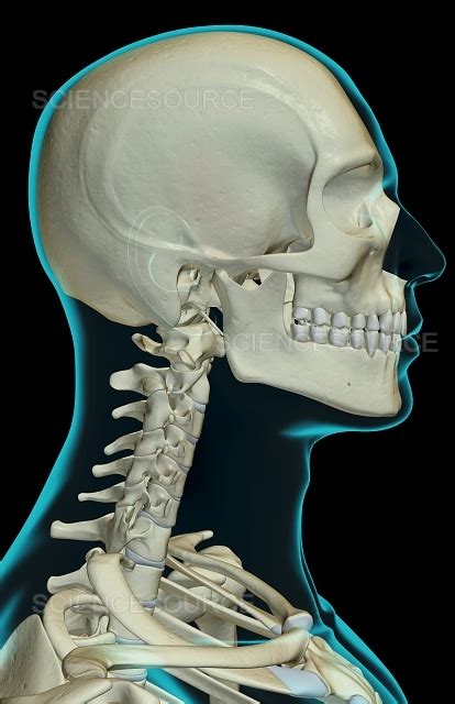 The Bones Of The Head Neck And Face Stock Image Science Source Images