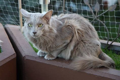 International list of the best british longhair breeders at present, classified by country. © Angelika Schroth Nikos (Janindra's Forgiven) breed ...