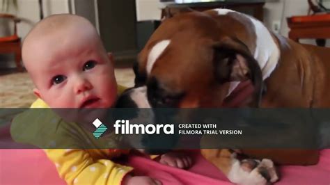 Funny Dogs Protecting Babies Compilation Youtube