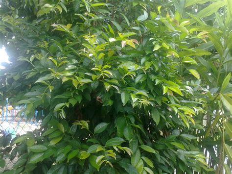 Look through examples of batang penyapu translation in sentences, listen to pronunciation and learn grammar. Azram Sulong: pokok serai kayu