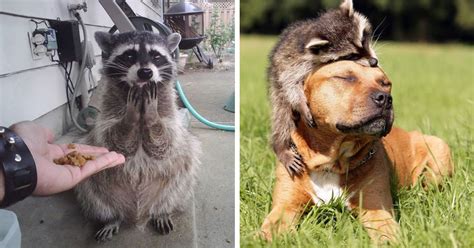 30 Pictures Proving That Trash Pandas Are The Funniest