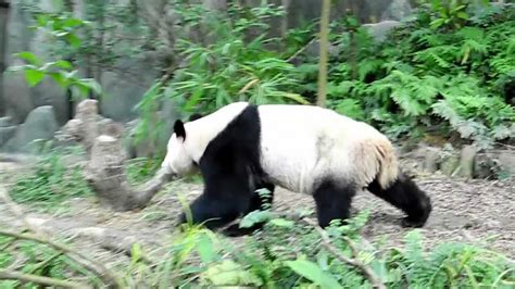 Giant Panda Walking Around Youtube