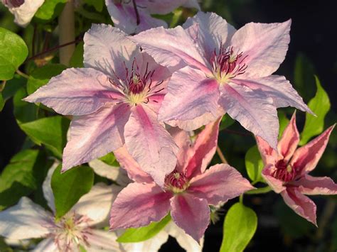 Check spelling or type a new query. Pink Fantasy Flowering Plants Available from Buy Clematis ...