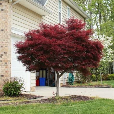 Japanese Maple Tree Garden Ideas - ronandesigns